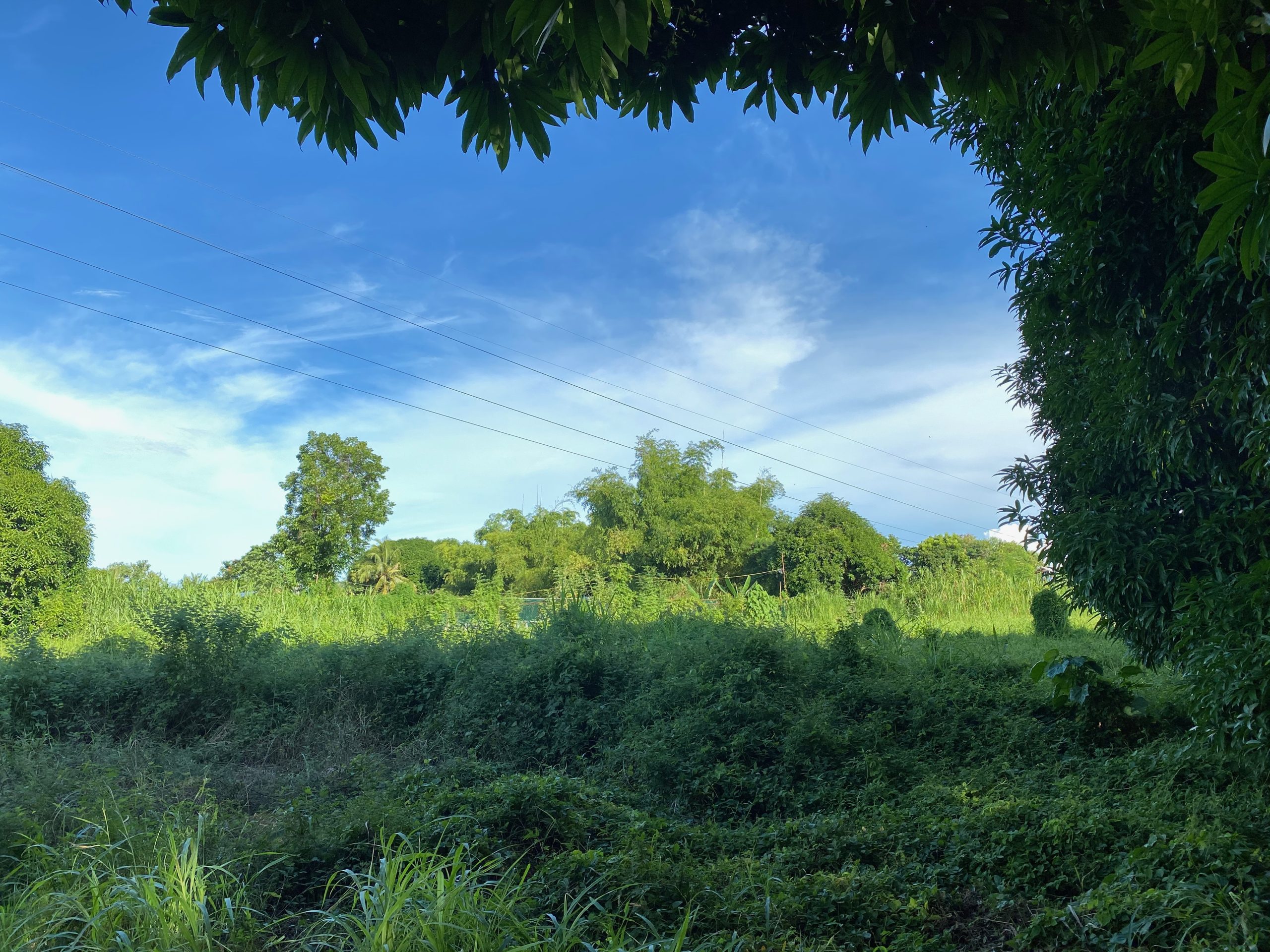 FOR SALE 4 Hectare Farm Lot in Carmen Cebu — Cebu Real Estate Brokerage