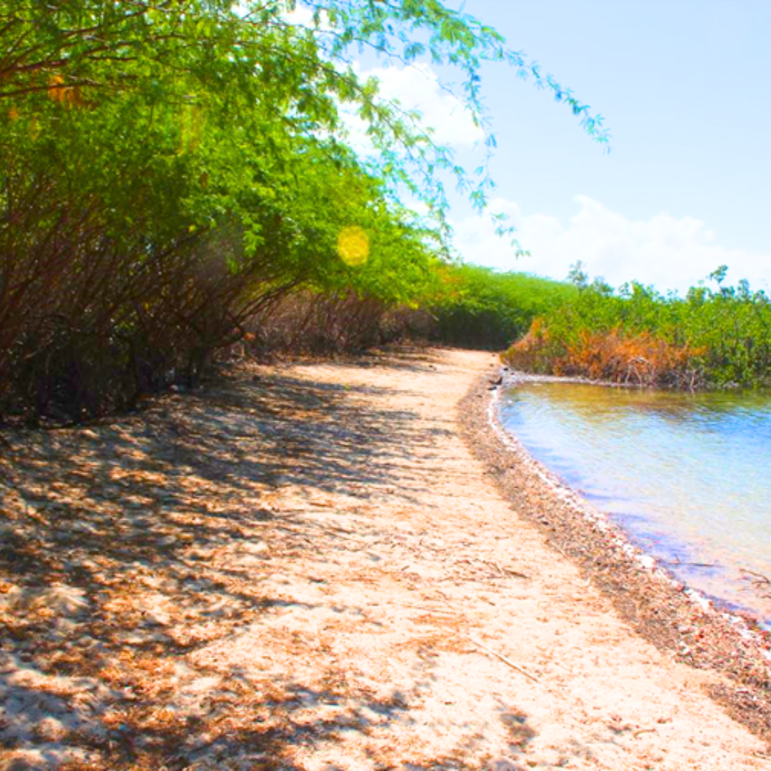 FOR SALE Beach Property at Bantayan Island Cebu 113,443 SQM — Cebu